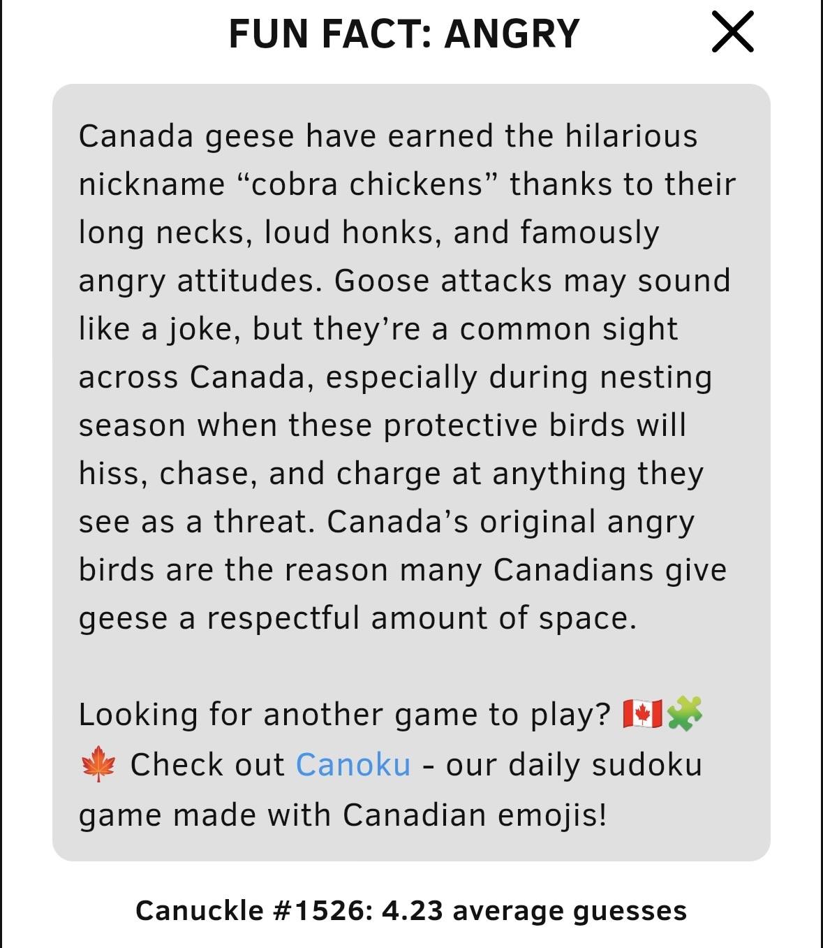 Facts about Canada Geese

Fun fact: angry 
Canada geese have earned the hilarious nickname “cobra chickens” thanks to their long necks, loud honks, and famously angry attitudes. Goose attacks may sound like a joke, but they’re a common sight across Canada, especially during nesting season when these protective birds will hiss, chase, and charge at anything they see as a threat. Canada’s original angry birds are the reason many Canadians give geese a respectful amount of space.