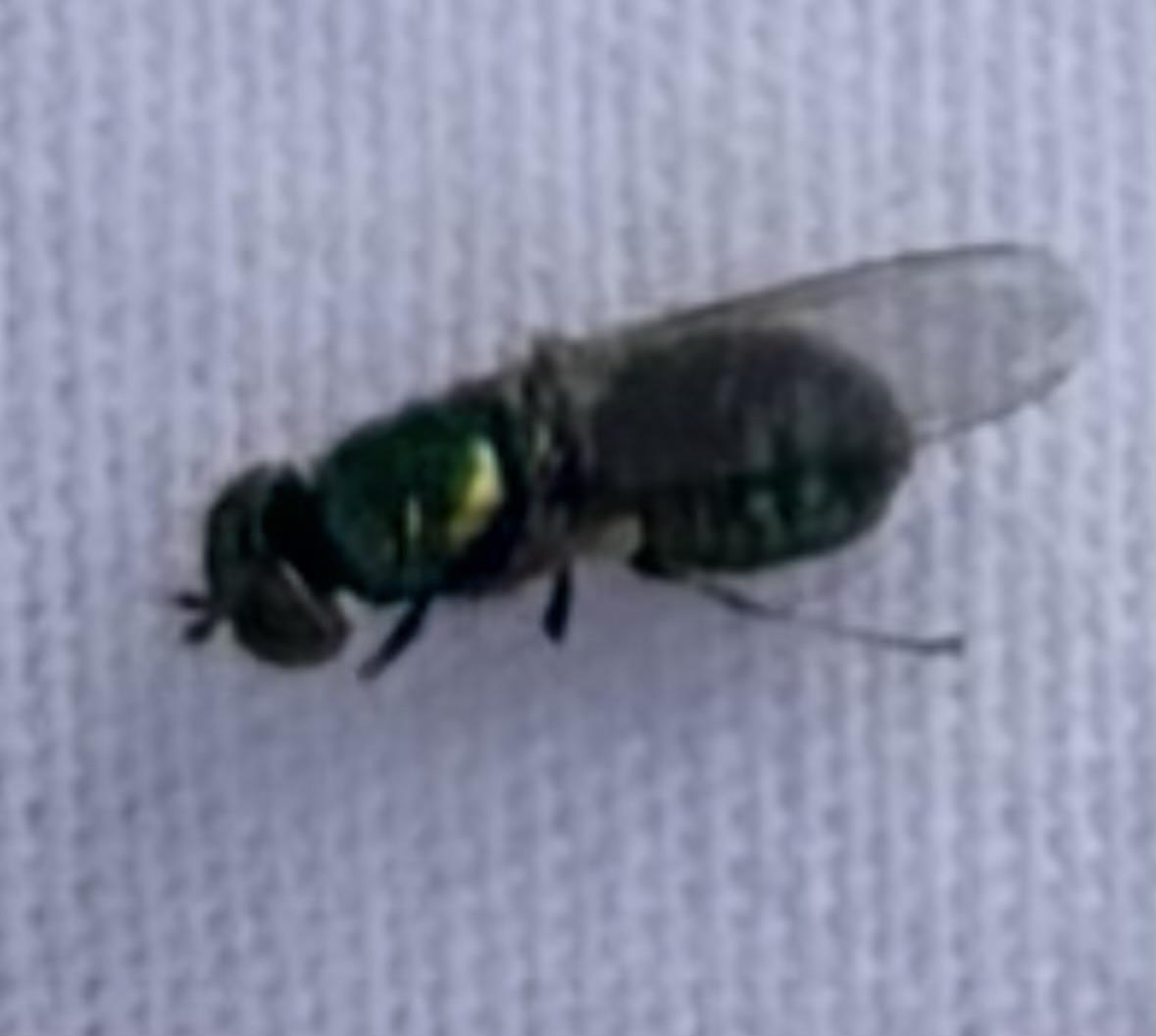 A dead green flying bug